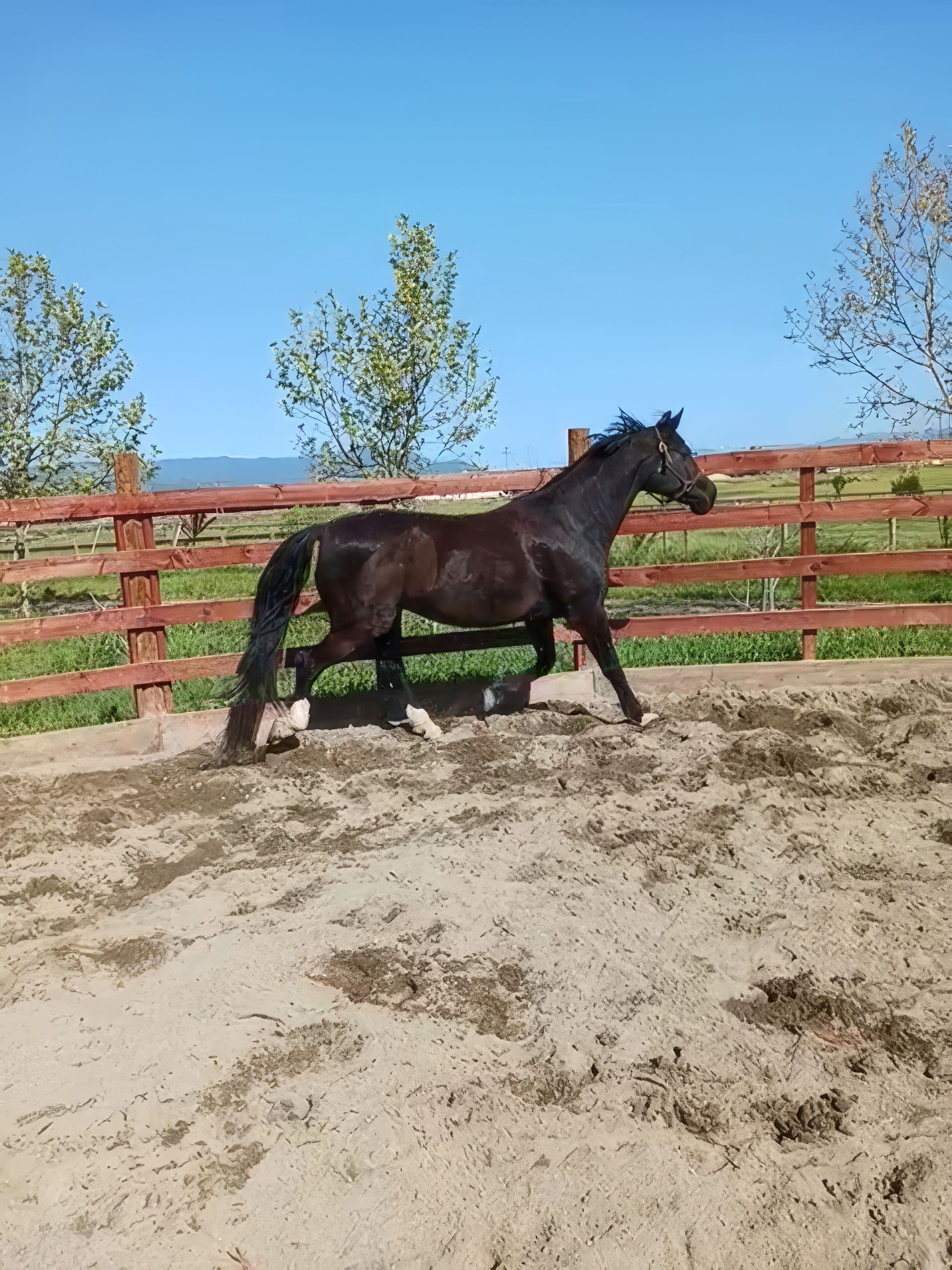 Active dark horse in sandy 'The Farm | Sonoma' arena, clear blue sky, spring vibe.